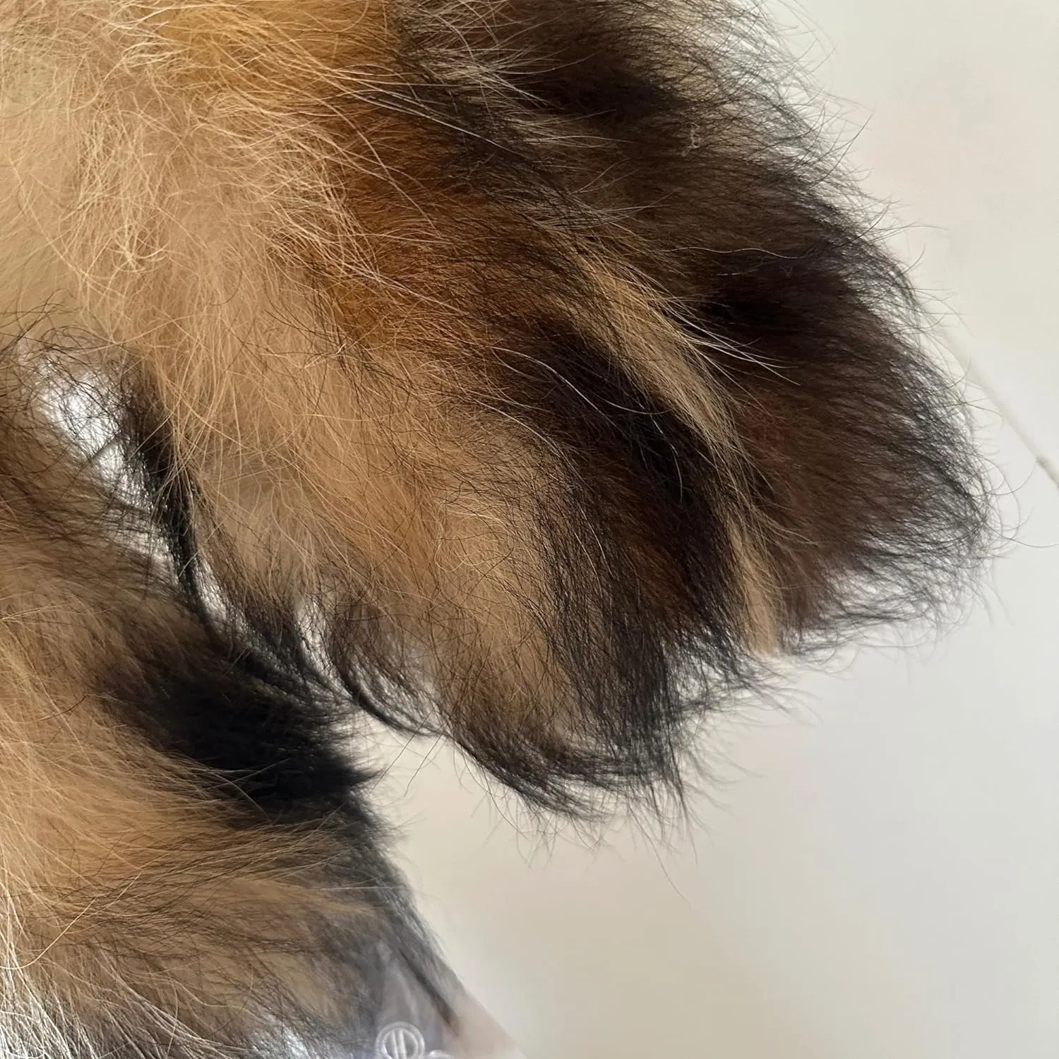 Men Collar Fur raccoon for coat parka hood 65 cm